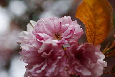 Close-up of pink cherry blossom