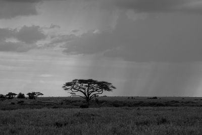 Tree on field against sky