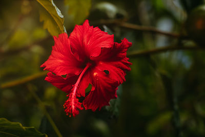 Close-up of red flower