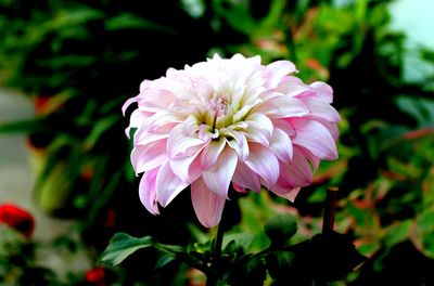 Close-up of pink flower
