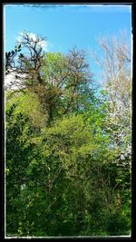Trees growing against blue sky