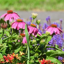 Close-up of pink flowering plants on field