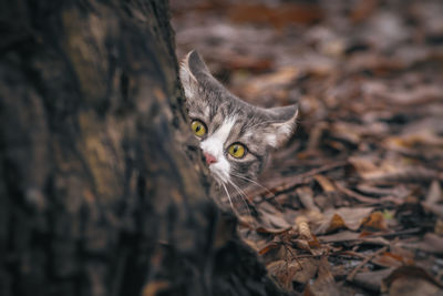 Portrait of kitten