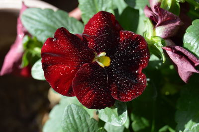 Close-up of red berries growing on plant