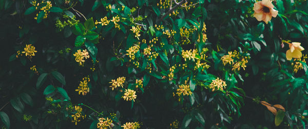 Close-up of yellow flowering plants on land