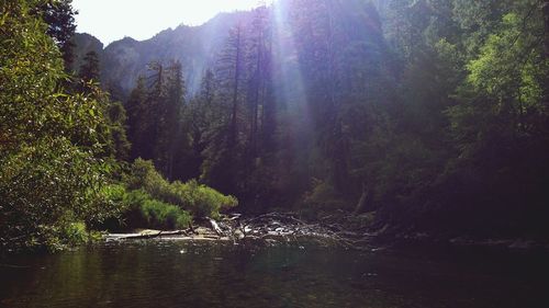 Scenic view of waterfall in forest