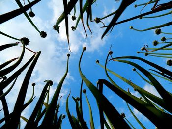 Low angle view of bamboo trees against sky