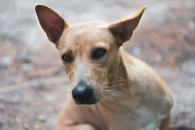 Close-up portrait of dog