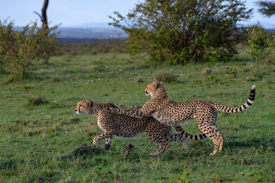 Cheetah on field