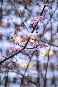 Low angle view of cherry blossoms in spring