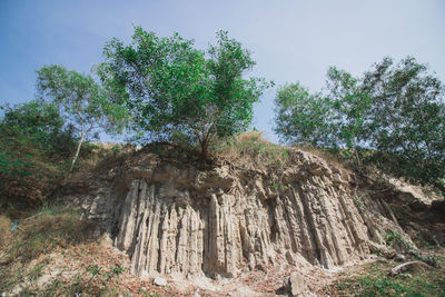 Low angle view of trees in forest against sky