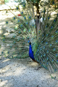 Close-up of peacock