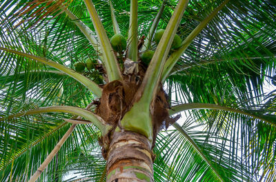 Low angle view of palm tree