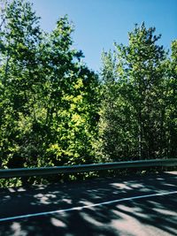 Trees against clear sky