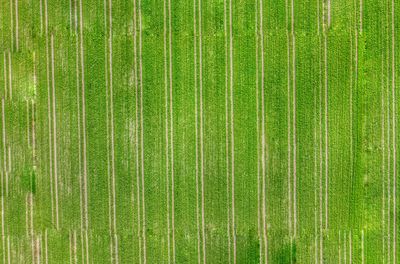 Scenic view of agricultural field