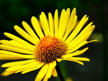 Close-up of yellow flower