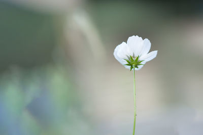 Close-up of white flowering plant