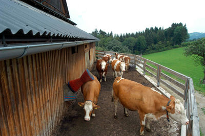 Cow brush in the outside area of the cow stable