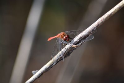 Close-up of ladybug on twig