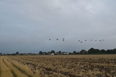 Birds flying over field against sky