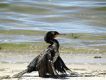 Close-up of bird on beach