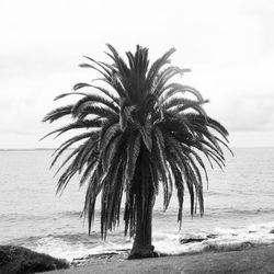 Palm trees on beach against sky