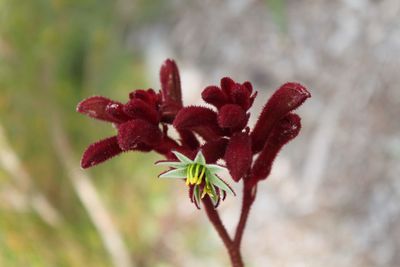 Close-up of red flowering plant