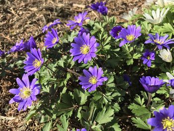 flowering plant