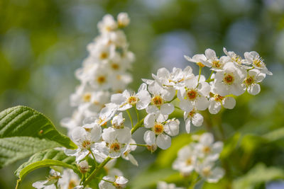 Close-up of white chestnut blossoms in spring