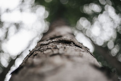 Close-up of tree trunk