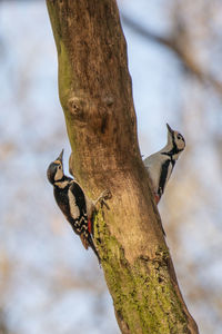 Close-up of bird perching on tree