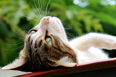 Close-up of cat yawning