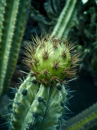 Close-up of succulent plant