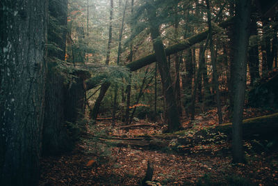 Trees in forest