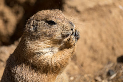 Close-up of a prairie dog