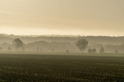 Trees on field against sky during foggy weather