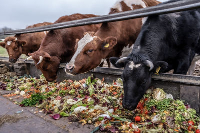 Cows having colorful meal