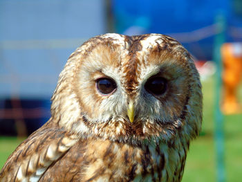 Close-up portrait of owl