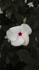 Close-up of white flowering plant