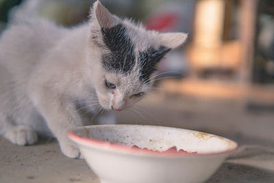 Close-up of a cat drinking from bowl