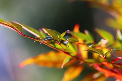 Close-up of flowering plant