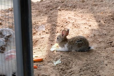 Close-up of rabbit eating