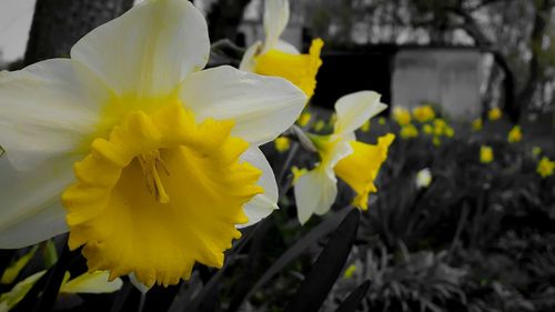 Close-up of yellow daffodil flowers