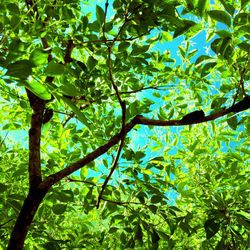 tree