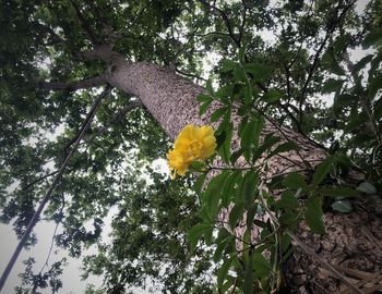 Low angle view of flowering plant against tree