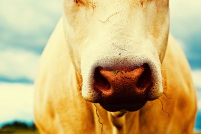 Close-up of a horse