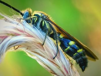 Close-up of insect