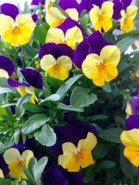 Close-up of yellow flower