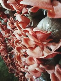 Close-up of flowers blooming outdoors