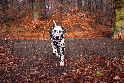 Dog walking outdoors in autumn